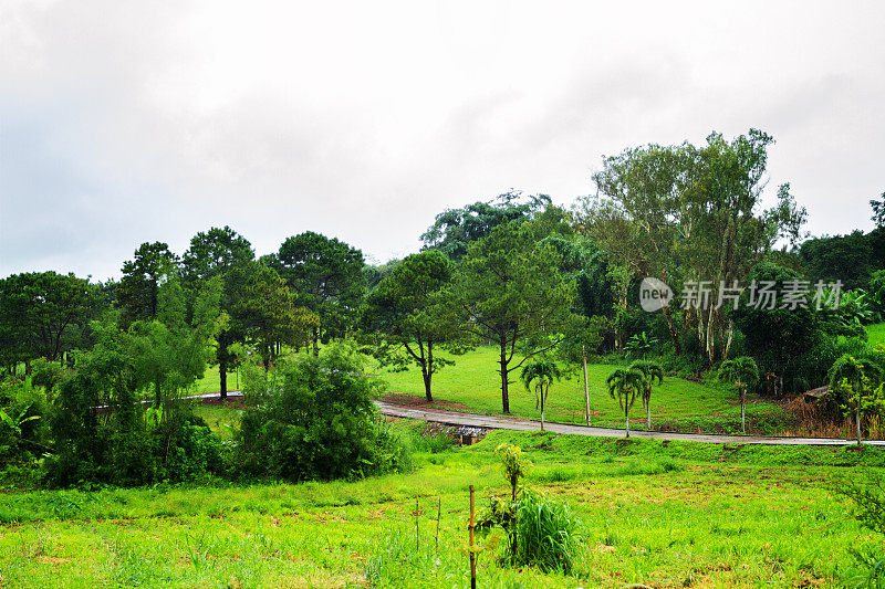 泰国Khao Yai的树木和小路